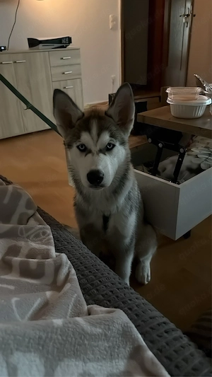 Husky Rüde
