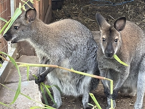 Bennett Känguru 