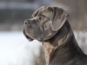 suche cane corso italiano blue line 
