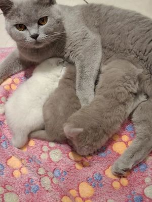 BKH Kitten,Britisch Kurzhaar Kitten,Lilac,Lilac White