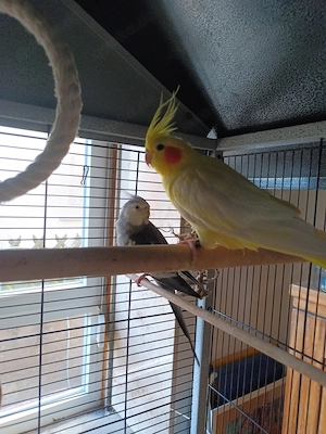 Nymphensittich Pärchen Paar Sittich Großsittich Papagei Vogel