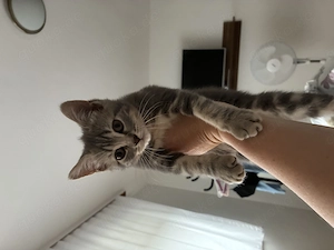 BKH Mix Kitten in liebevolle Hände abzugeben 