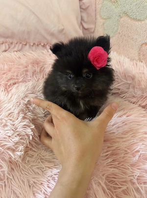 Pomeranian Zwergspitz Rüde