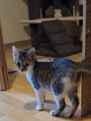 Kleine süsse Kitte suchen ein liebevolles Zuhause
