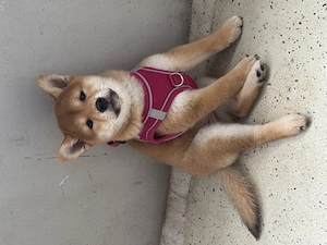 Eine Shiba inu Hündin sucht noch 