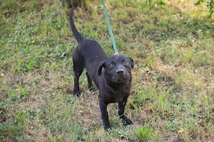 *MOSES* Ich bin lieb, neugierig und verspielt, und ich genieße momentan mein neues Leben  Bild 9
