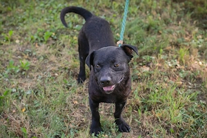 *MOSES* Ich bin lieb, neugierig und verspielt, und ich genieße momentan mein neues Leben  Bild 10