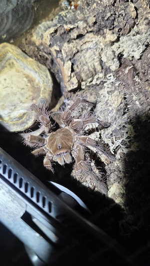 theraphosa blondi Vogelspinne mit 30ger exo terra 