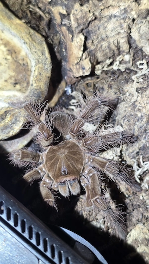 theraphosa blondi Vogelspinne mit 30ger exo terra 