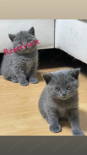 Britisch Kurzhaar Kater