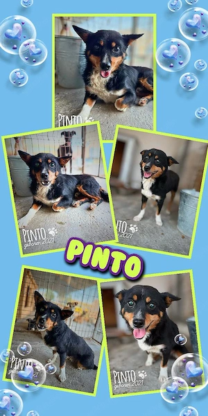 kleiner, blinder Rüde "Pinto" sucht sehr dringend ein Zuhause, wer kann helfen ?
