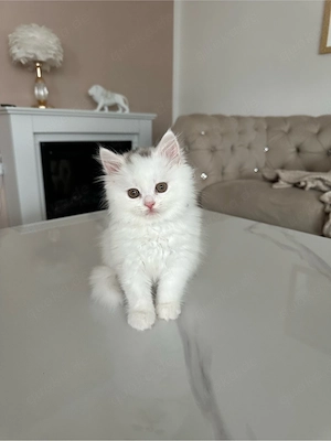 süsse Bkh kitten suchen ein liebevolles zuhause