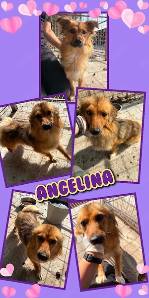kleine, wunderschöne, liebe Hündin "Angelina" sucht ein liebevolles Zuhause