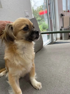 kleine hündin mit 5 kg sucht ein zuhause