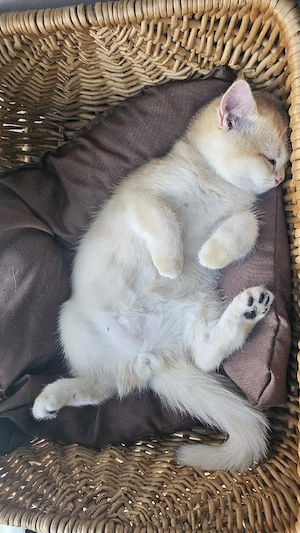 BKH Kitten suchen ihr zuhause