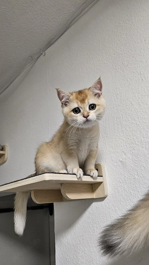 BKH Kitten suchen ihr zuhause Bild 3