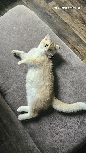 BKH Kitten suchen ihr zuhause Bild 5
