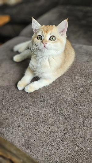 BKH Kitten suchen ihr zuhause