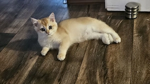 BKH Kitten suchen ihr zuhause Bild 2