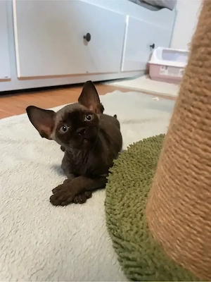 Kitten Katze Devon Rex Sphynx