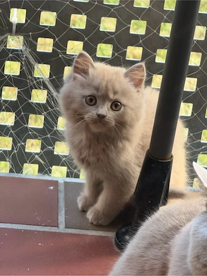 BKH Kater sucht liebevolles neues Zuhause     