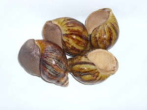 Archachatina marginata ovum mit ca. 10 cm Hauslänge, Achatina, Schnecken, Achatschnecken, Ovums