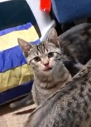 Daphne    