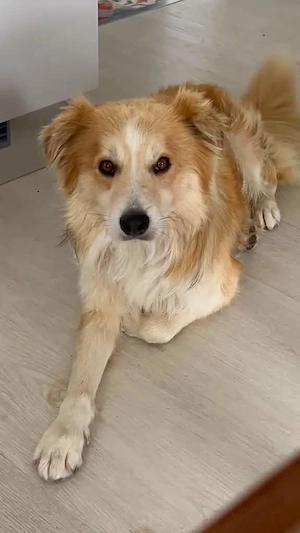 Toller Goose auf Körbchensuche!