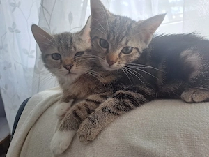 Katzen zu verkaufen