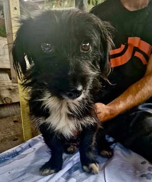Annie, kleines Mäuschen sucht ihre Familie