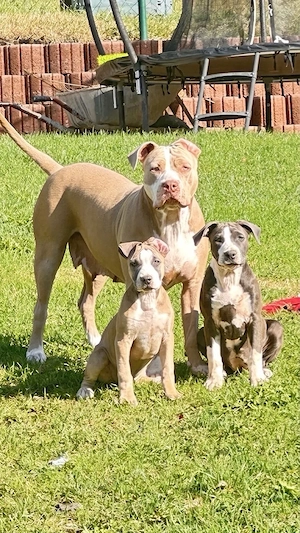American Bully XL Welpen 