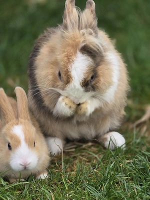 Zwei entzückende Kaninchen Kinder suchen ein Zuhause 