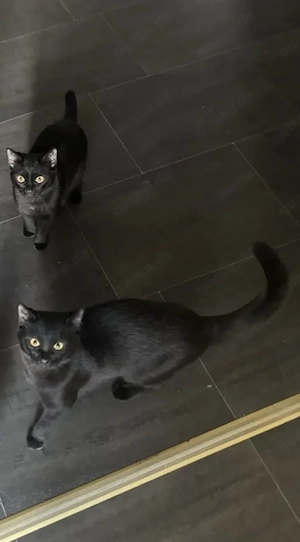 Bkh Katzen abzugeben 