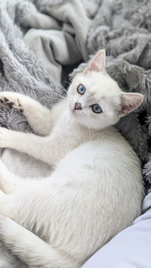 süße BKH Kitten 