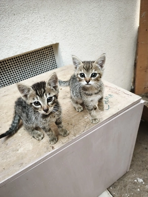 Süße kleine Katzenbabys abzugeben 