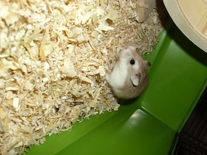 Roborowski Zwerghamster, Hamster männlich, Robos Bild 4