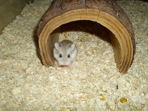 Roborowski Zwerghamster, Hamster männlich, Robos Bild 2