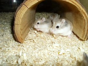 Roborowski Zwerghamster, Hamster männlich, Robos Bild 3