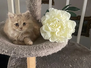 Babykater Perser