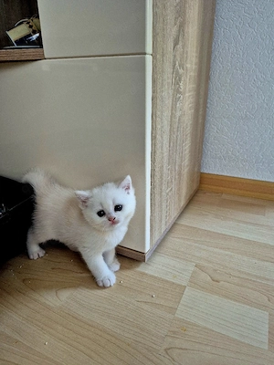BKH  Kitten Reinrassig mit Stammbaum  Bild 4