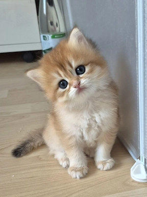 BKH Kitten Reinrassig mit Stammbaum 