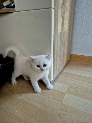 BKH  Kitten Reinrassig mit Stammbaum  Bild 2