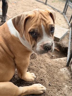 XL Bully Welpe Caju sucht noch seine Herzensmenschen Bild 7