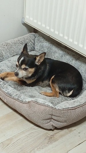 Mini Chihuahua Rüde 