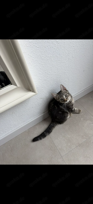 Kitten abzugeben