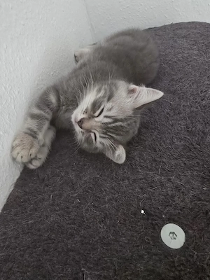 Britisch Kurzhaar Kitten 