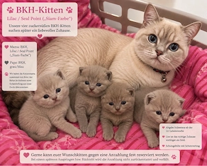 BKH Kitten suchen 5    zu hause 