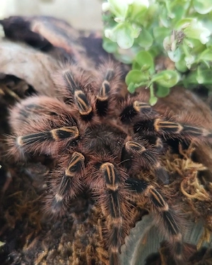 Grammostola pulchripes 