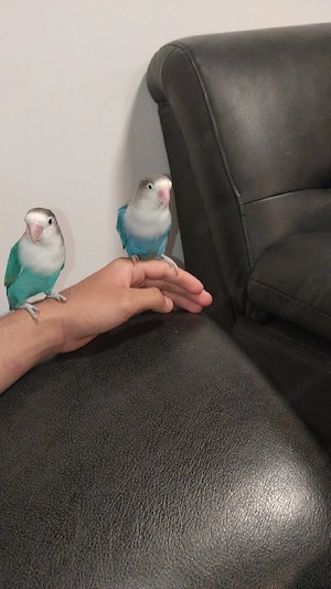Ich verkaufe Lovbirds