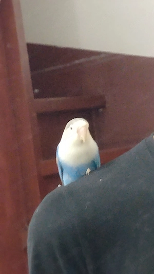 Ich verkaufe Lovbirds